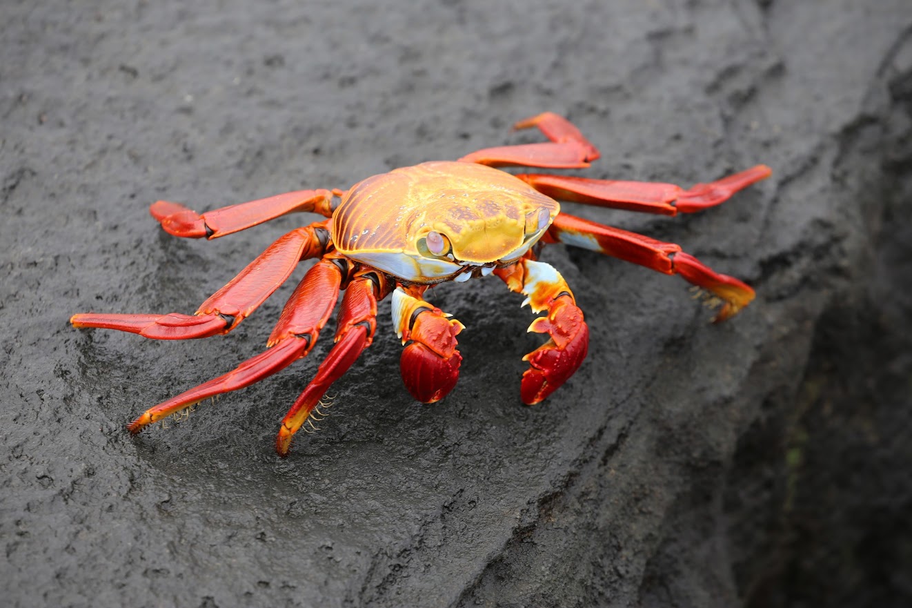 An artistic photograph of an animal.