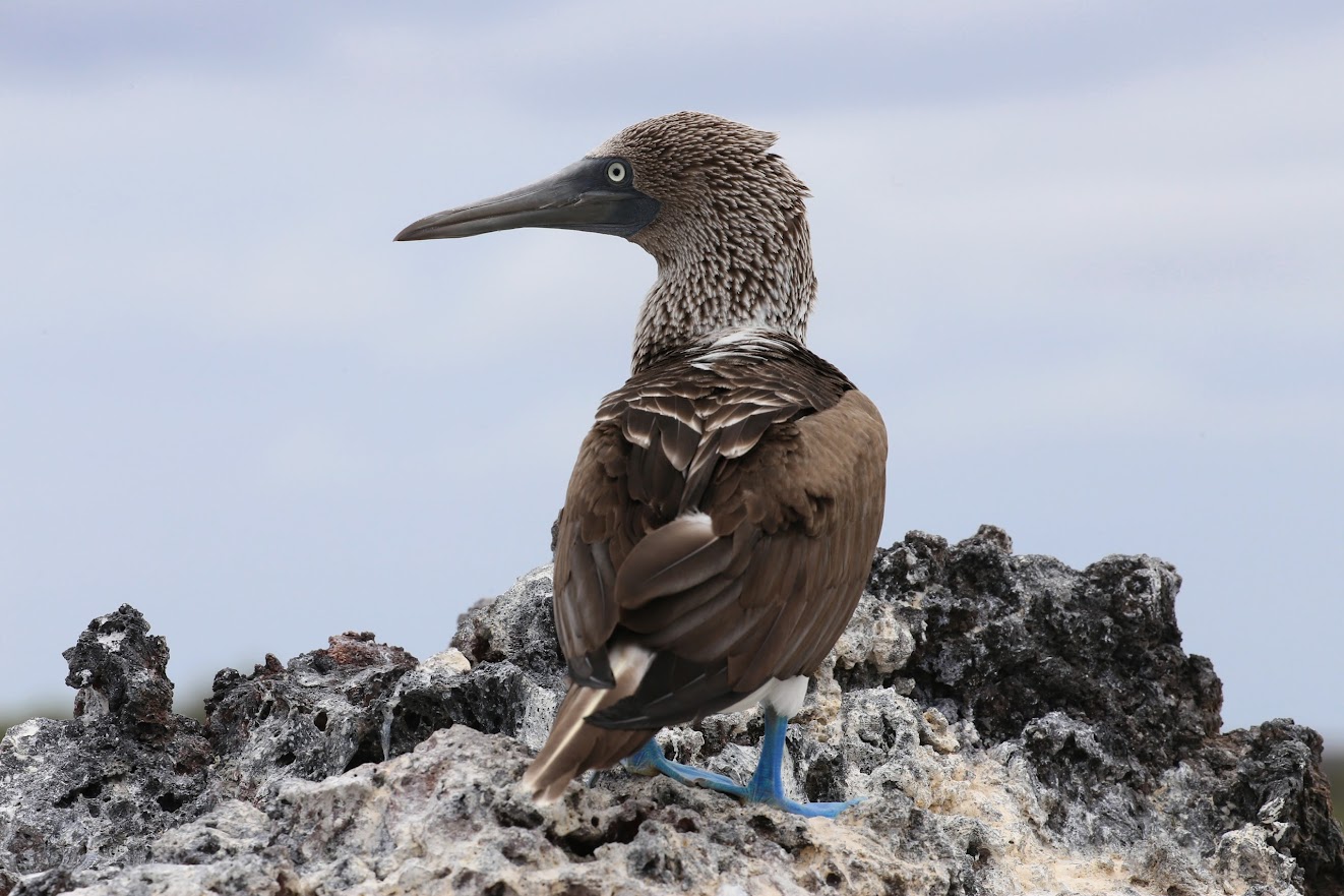 An artistic photograph of an animal.